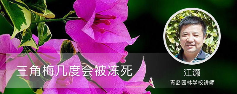 三角梅几度会被冻死 三角梅几度会被冻死