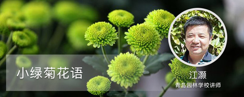 小绿菊花语 小绿菊花语