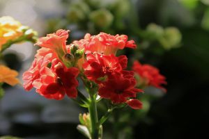 给“长寿花”吃点这，不用一月就爆盆，花苞全部挂枝头！