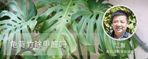 龟背竹除甲醛吗