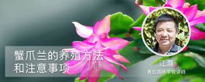 蟹爪兰的养殖方法和注意事项