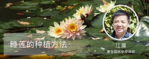 睡莲的种植方法