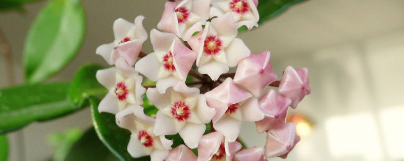 球兰怎么养(四季养护),快速开花的小窍门