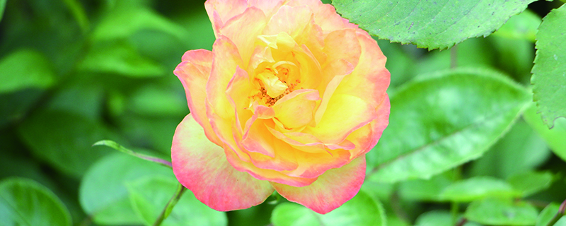 月季花用什么肥料最佳 月季花用什么肥料最佳