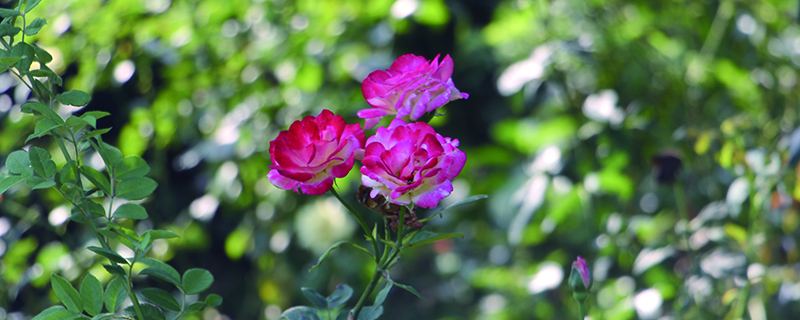 月季花施肥施什么肥料 月季花施肥施什么肥料