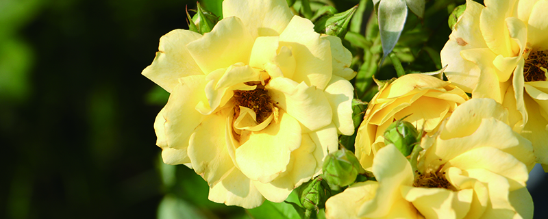 月季花的种子可以种吗 月季花的种子可以种吗