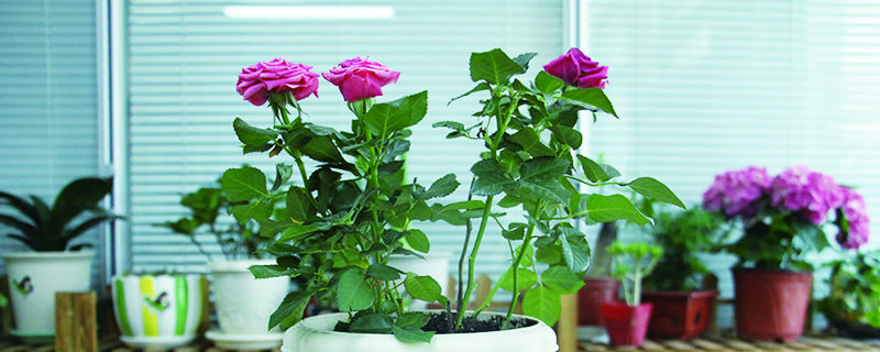月季花嫁接方法 月季花嫁接方法