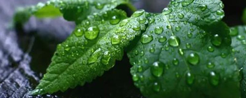 薄荷可以水养吗 薄荷可以水养吗