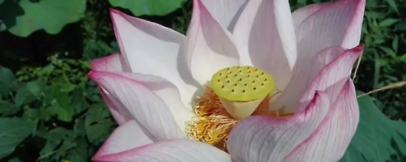 荷花图片(形态特征和养护方法简介) 荷花图片(形态特征和养护方法简介)
