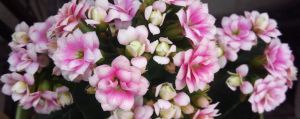 长寿花剪秃了还发芽吗