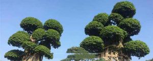 小叶榕树的养殖方法
