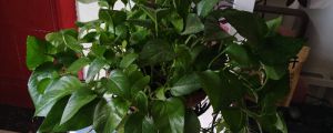 绿萝死了怎样才能复活