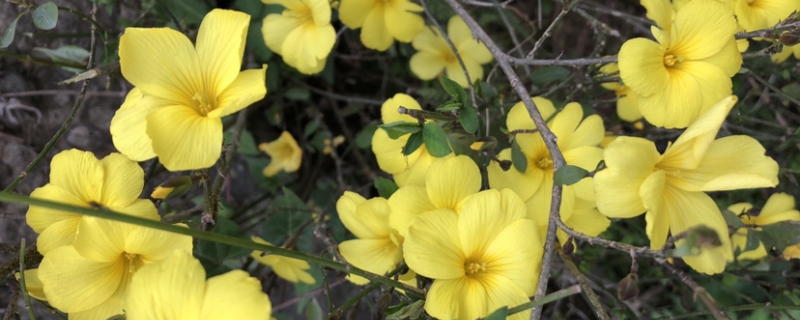 迎春花几月开 迎春花几月开