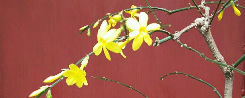 迎春花的特点 迎春花的特点