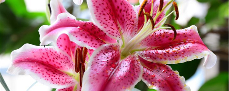 百合花的开放时间 百合花的开放时间