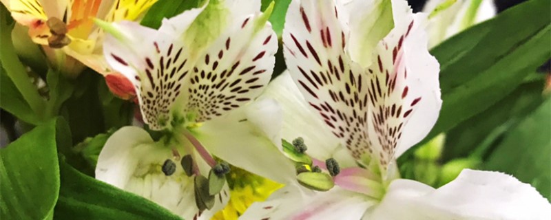 水仙百合花语 水仙百合花语
