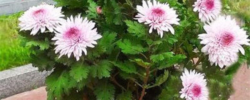 四季菊花怎么养 四季菊花怎么养