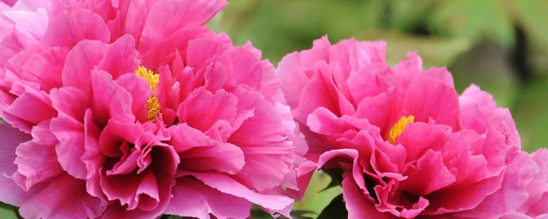 すべての美しい花の画像 綺麗な室内花 すべての美しい花の画像 綺麗な室内花