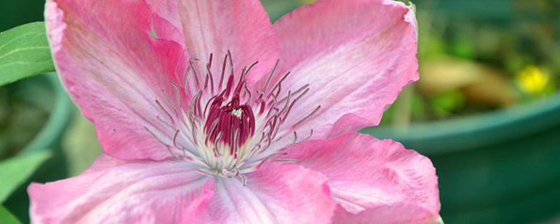 铁线莲扦插的最佳时间