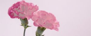康乃馨花语