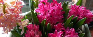 风信子花语