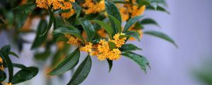 桂花树主干锯断会死吗