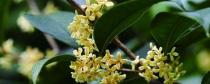 榆树怎样嫁接桂花
