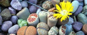 生石花好养吗
