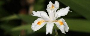 白蝴蝶花花语