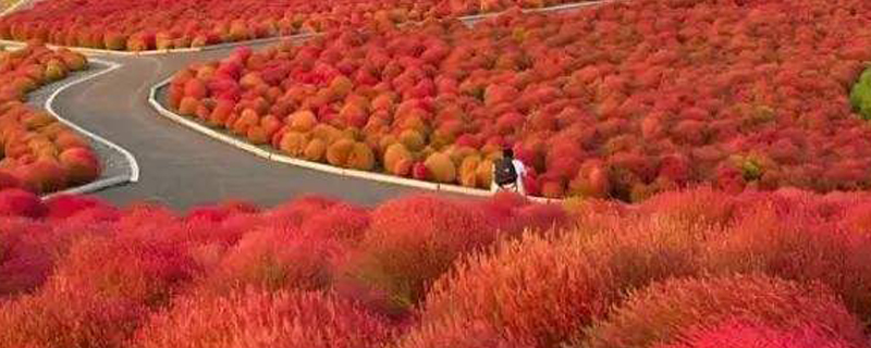 地肤草怎么养 地肤草怎么养