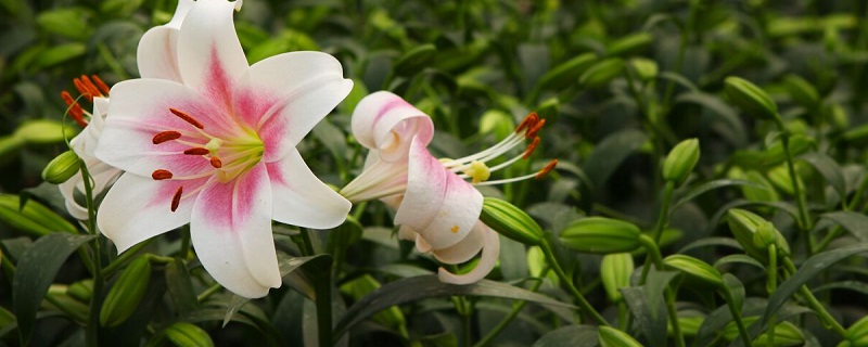 百合花杜鹃怎么养 百合花杜鹃怎么养