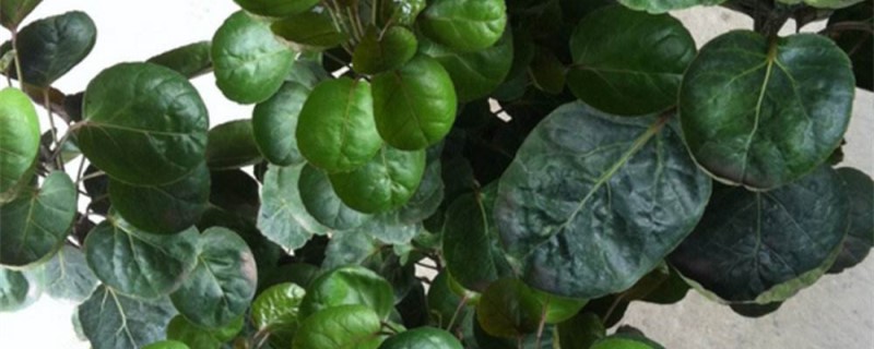 錢兜樹爛根怎麼辦 錢兜樹爛根怎麼辦