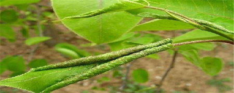 梨木虱用什麼藥防治 梨木虱用什麼藥防治
