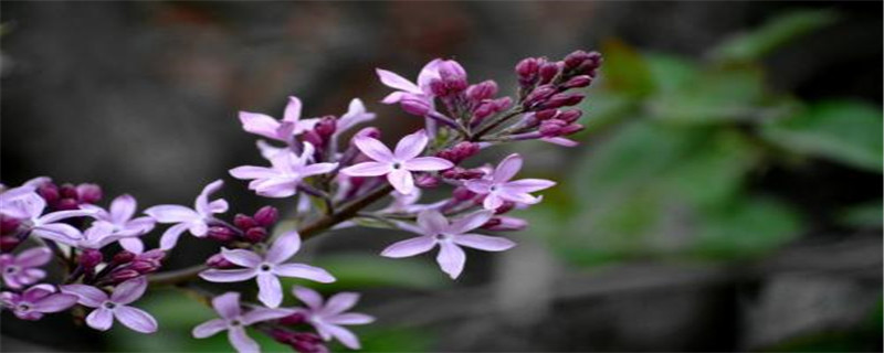 五瓣丁香的花语 五瓣丁香的花语