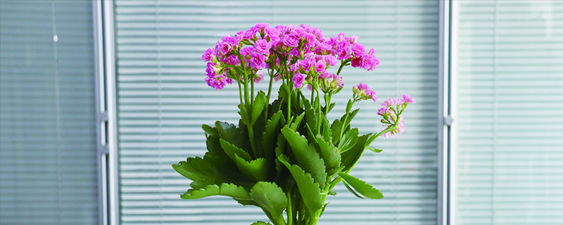 花長蚜蟲怎麼辦