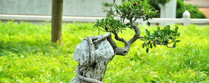 榕樹盆景葉子發黃掉葉怎麼辦 榕樹盆景葉子發黃掉葉怎麼辦