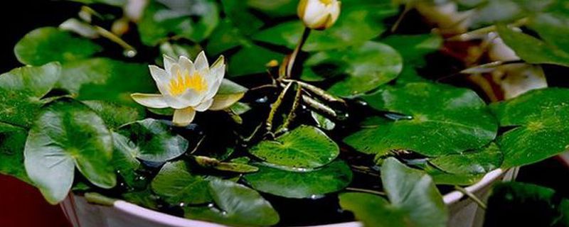 碗蓮發芽後還用換水嗎 碗蓮發芽後還用換水嗎