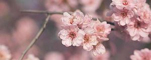梅花适合养室内吗