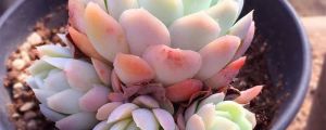冰莓多肉的养殖方法
