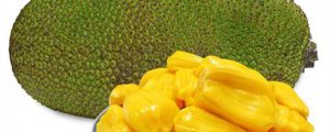 菠萝蜜怎么养