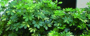 鸭掌木怎么养长的好