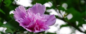 木槿花扦插方法和时间