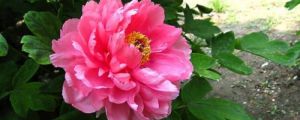 牡丹花怕冻吗