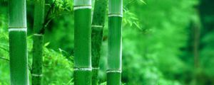 绿竹怎么养
