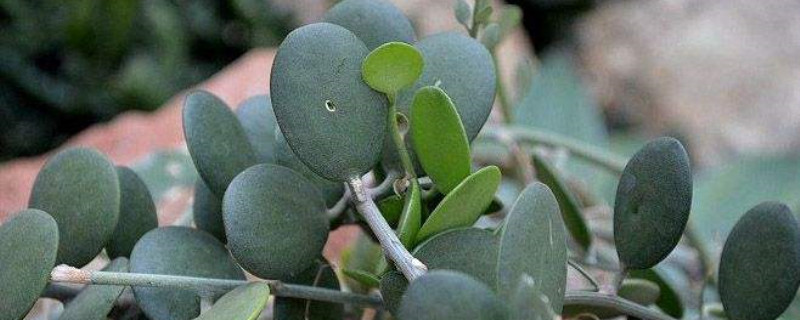 碧雷鼓爛根怎麼辦