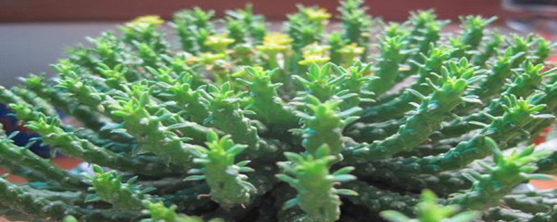 孔雀球秋季養護 孔雀球秋季養護