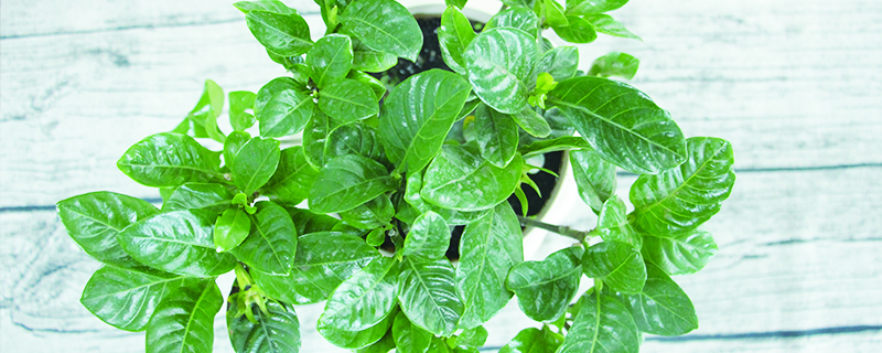 栀子花怎么摘心 栀子花怎么摘心
