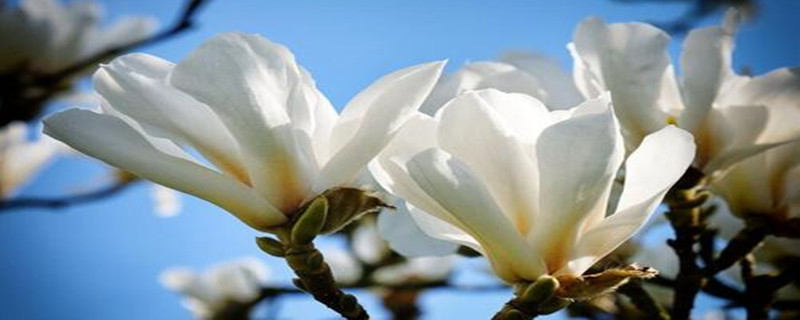白玉兰花怎么养 白玉兰花怎么养