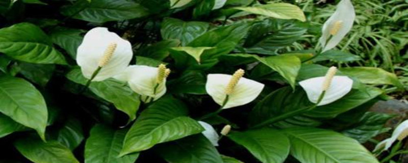 白鶴芋葉尖幹枯怎麼辦 白鶴芋葉尖幹枯怎麼辦