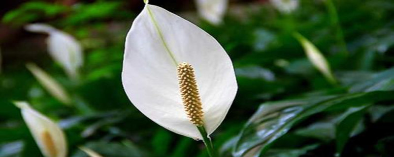 白鶴芋變黃的原因 白鶴芋變黃的原因